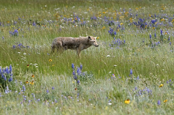 Canada, Alberta, Waterton Lakes National Park, Coyote Canis latrans stalking its prey among the wildflowers. 
Photo : Trevor Page