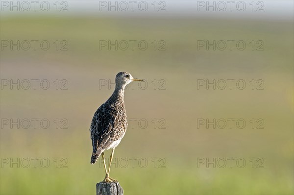 Canada, Alberta, Milk River Ridge, Upland Sandpiper Bartramia longicauda. 
Photo : Trevor Page