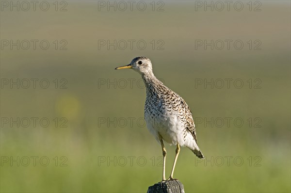 Canada, Alberta, Milk River Ridge, Upland Sandpiper Bartramia longicauda. 
Photo : Trevor Page