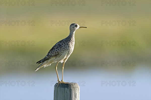 Canada, Alberta, Milk River Ridge, Upland Sandpiper Bartramia longicauda. 
Photo : Trevor Page