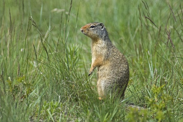 Canada, Alberta, Waterton Lakes National Park, Columbian Ground Squirrel Spermophilus columbianus in the grass standing on hind legs to get a better view. 
Photo : Trevor Page