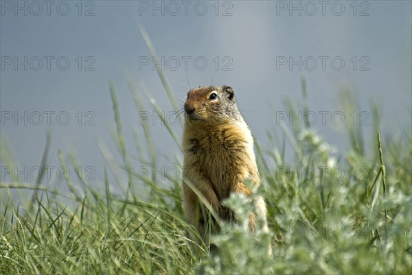 Canada, Alberta, Waterton Lakes National Park, Columbian Ground Squirrel Spermophilus columbianus in the grass standing on hind legs to get a better view. 
Photo : Trevor Page
