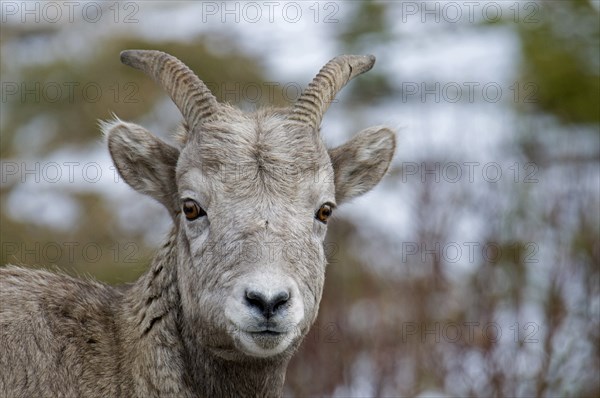Canada, Alberta, Kananaskis, Close up of Mountain Goat Oreamnos americanus at Highwood Pass. 
Photo : Trevor Page