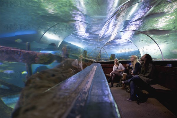 England, East Sussex, Brighton, Interior of the Sea Life Centre underground Aquarium on the seafront curved glass tunnel under water. 
Photo : Stephen Rafferty