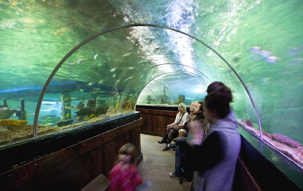 England, East Sussex, Brighton, Interior of the Sea Life Centre underground Aquarium on the seafront curved glass tunnel under water. 
Photo : Stephen Rafferty