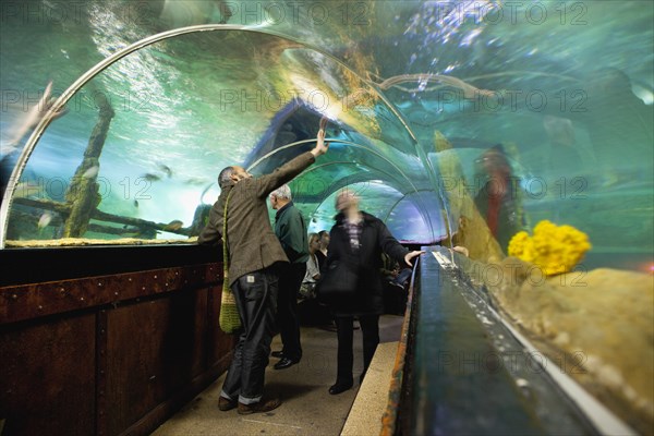 England, East Sussex, Brighton, Interior of the Sea Life Centre underground Aquarium on the seafront curved glass tunnel under water. 
Photo : Stephen Rafferty