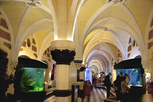 England, East Sussex, Brighton, Interior of the Sea Life Centre underground Aquarium on the seafront. 
Photo : Stephen Rafferty