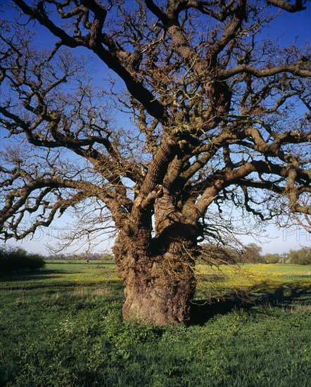 England, Gloucestershire, Trees, English Oak Quercus robur. Single ancient tree with twisted branches in exposed area subjected to flooding by the River Severn. 
Photo : Bryan Pickering