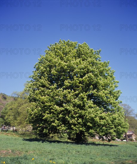 England, Worcestershire, Trees, Horse chestnut Aesculus hippocastanum. Single mature tree in parkland near Great malvern in springtime. 
Photo : Bryan Pickering