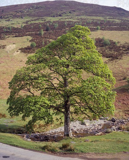 Wales, Powys, Trees, Sycamore Acer pseudoplatanus. Single mature tree beside mountain stream in springtime. 
Photo : Bryan Pickering