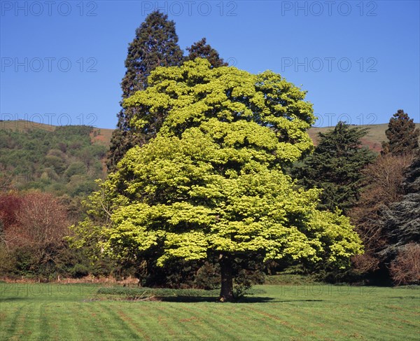 England, Worcestershire, Trees, Sycamore Acer pseudoplatanus Variegated variety Variegatum. Mature tree in springtime. 
Photo : Bryan Pickering