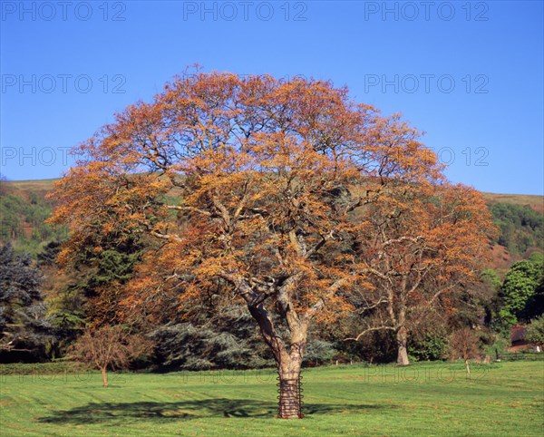 England, Worcestershire, Trees, Goldenrain tree Koelreuteria paniculata. Mature tree in early spring before the pinkish red leaves have changed to dark green. 
Photo : Bryan Pickering