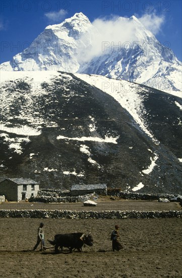 Nepal, Sagarmatha National Park, Dingboche, Man and woman ploughing a potato field below mountain peak of Ama Dablam with stone built home and animal shelter behind. 
Photo : Chris Beall