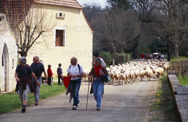 France, Transhumance, Seasonal movement of people with their livestock to summer pastures. Leading flock of sheep along rural road past buildings. 
Photo : Mike Southern