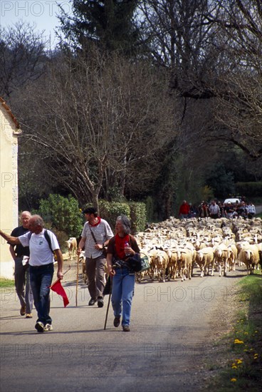 France, Transhumance, Seasonal movement of people with their livestock to summer pastures. Leading flock of sheep along rural road past buildings. 
Photo : Mike Southern