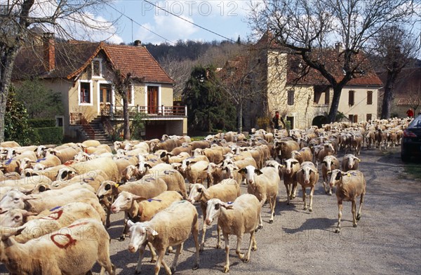 France, Transhumance, Seasonal movement of people with their livestock to summer pastures. Driving flock of sheep along rural road past church and houses. 
Photo : Mike Southern