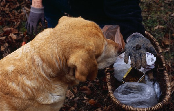 France, Food and Drink, Truffles, Dog trained to find truffles with cropped view of truffle hunter with basket and holding out freshly dug truffle on palm of hand. 
Photo : Mike Southern