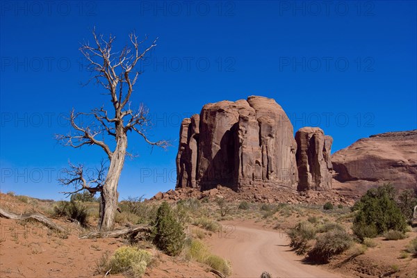 USA, Arizona, Dead Tree on dirt road in Monument Valley. 
Photo : Richard Rickard