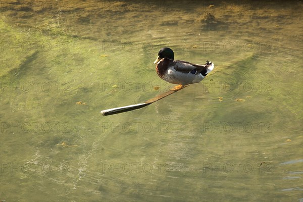 Animals, Birds, Amphibious, Duck perched on a piece of wood in a stream. 
Photo : Stephen Rafferty