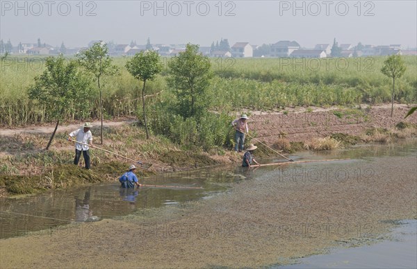 China, Jiangsu, Qidong, Farmers clearing aquatic vegetation from a choked irrigation canal with bamboo poles. They hope to catch any surviving fish in small mesh nets attached to some of the poles. The nutrients from agricultural runoff mainly fertilizer and pesticides is causing the eutrophication of water bodies across China and is a major problem. 
Photo : Trevor Page