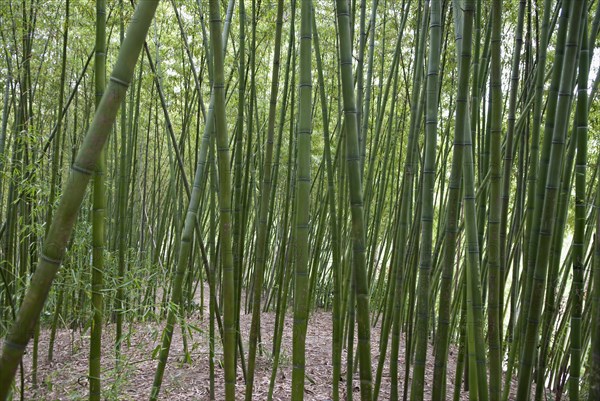 China, Jiangsu, Yangzhou, Bamboo forest at Slender West Lake Park. A major tourist attraction; Marco Polo was once a municipal official of the city. 
Photo : Trevor Page