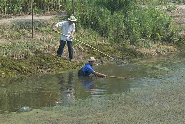 China, Jiangsu, Qidong, Farmers clearing aquatic vegetation from a choked irrigation canal with bamboo poles. They hope to catch any surviving fish in small mesh nets attached to some of the poles. The nutrients from agricultural runoff mainly fertilizer and pesticides is causing the eutrophication of water bodies across China and is a major problem. 
Photo : Trevor Page