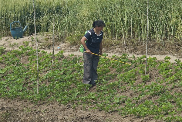 China, Jiangsu, Qidong, Female farmer with a backpack sprayer applying pesticide on vegetables being grown on the bank of a polluted canal. Rapeseed and wheat in background and a green plastic watering can which was used to water the vegetables before applying pesticide. 
Photo : Trevor Page