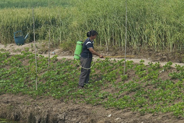 China, Jiangsu, Qidong, Female farmer with a backpack sprayer applying pesticide on vegetables being grown on the bank of a polluted canal. Rapeseed and wheat in background and a green plastic watering can which was used to water the vegetables before applying pesticide. 
Photo : Trevor Page