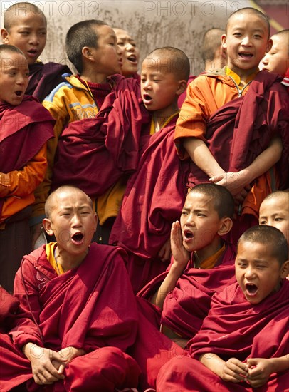 Group of Buddhist student Monks chanting, Sikkim, India