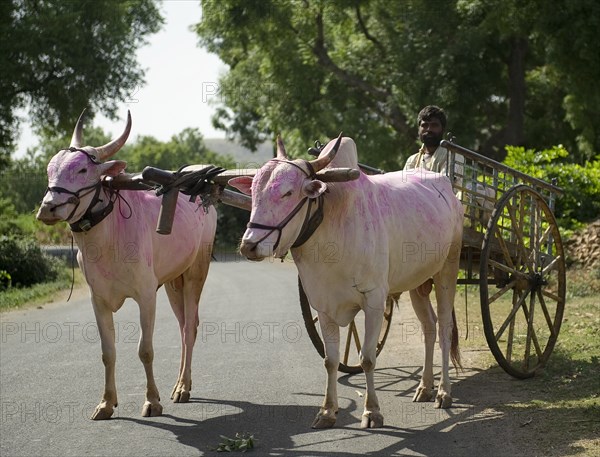 A FARMER WITH HIS BULLOCK CART - RURAL LIFE, INDIA