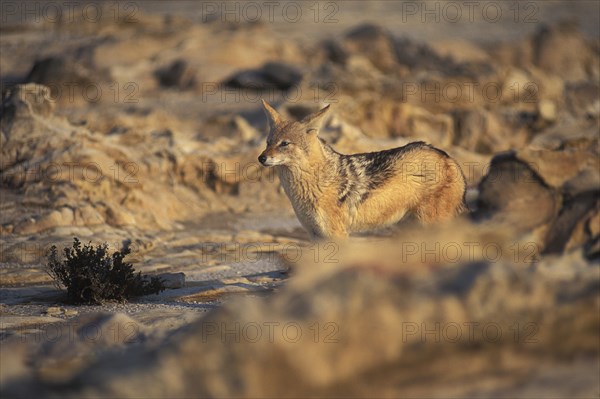 Namibia, Skeleton Coast, Jackal in the Namib Diamond region Skeleton Coast Namibia. This region is off limts due to Diamond mining activiety by De Beers consequently Jackals have no fear of human presence. 
Photo : Adrian Arbib