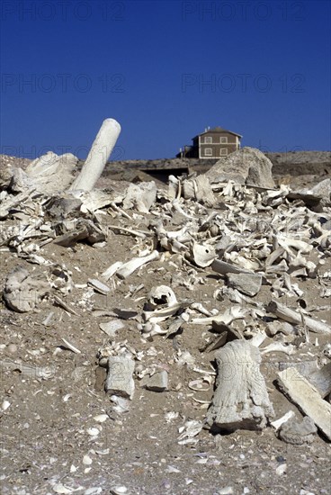 Namibia, Namib Naukluft desert., Whale bones strewn on the beach in The Namib Naukluft desert. In the distance an abandoned diamond mine. This area is owned by De Beers and is completely restricted. It is said that diamonds can be found lying around on the surface of the ground. 
Photo : Adrian Arbib