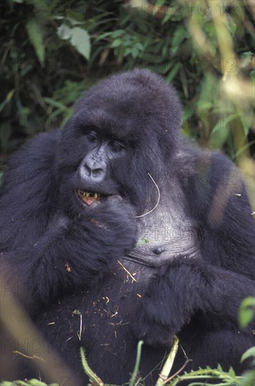 Rwanda, Parc Des Volcans, Portrait of a Silverback Gorilla in the Parc Des Volcans. 
Photo : Adrian Arbib