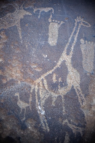 Namibia, Kunene Region, Twfelfontein, Bushmen carvings are one of the most important archeological sites in Southern Africa. The site has an extensive collection of pre-historic rock engravings or pectoglifs some dated as early as 3000 BC carved onto the flat surfaces of a petrified sand dune. 
Photo : Adrian Arbib