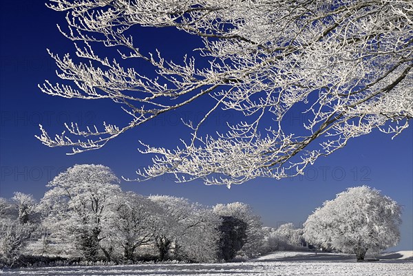 Ireland, County Sligo, Sligo Town, Winter scene with frosted trees in the grounds of the Clarion Hotel. 
Photo : Hugh Rooney