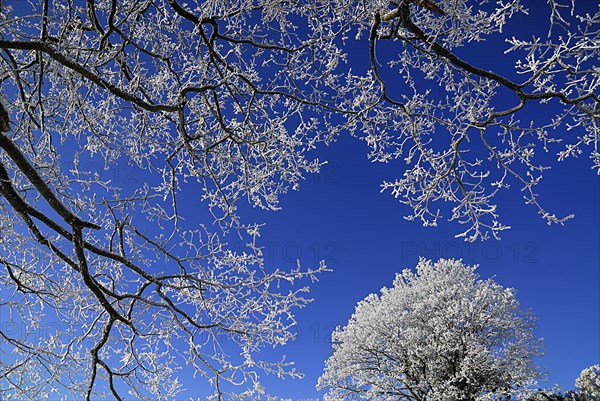 Ireland, County Sligo, Sligo Town, Winter scene with frosted trees in the grounds of the Clarion Hotel. 
Photo : Hugh Rooney