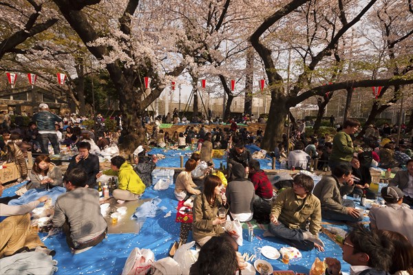 Japan, Honshu, Tokyo, Ueno Park Hanami cherry blossom viewing parties under cherry trees in full blossom families and groups of young people having picnics. 
Photo : Jon Burbank