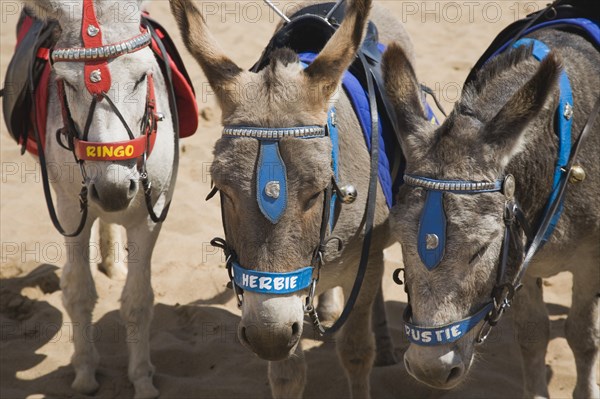 Donkeys for children's rides with names on beach.