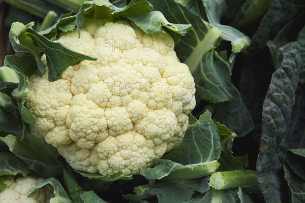 Brassica oleracea botrytis Cauliflower on sale at farm shop.