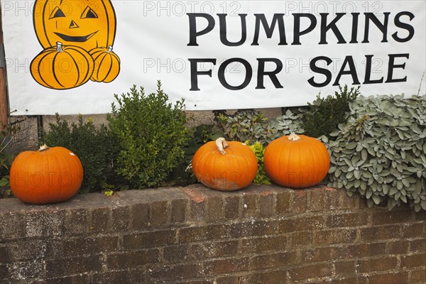 Cucurbitaápepo Pumpkins on sale at farm shop.