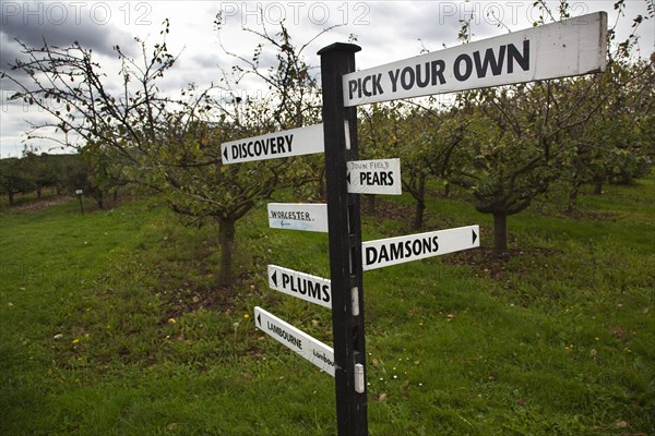 Pick Your Own signs pointing the way to rows containing different varietes of tree in Grange Farm.