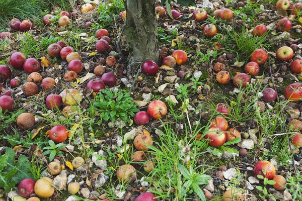 Katy apples rotting on the ground having fallen from the tree in Grange Farms orchard.