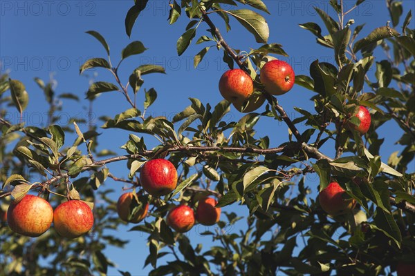 Royal Gala apples growing on the tree in Grange Farms orchard.