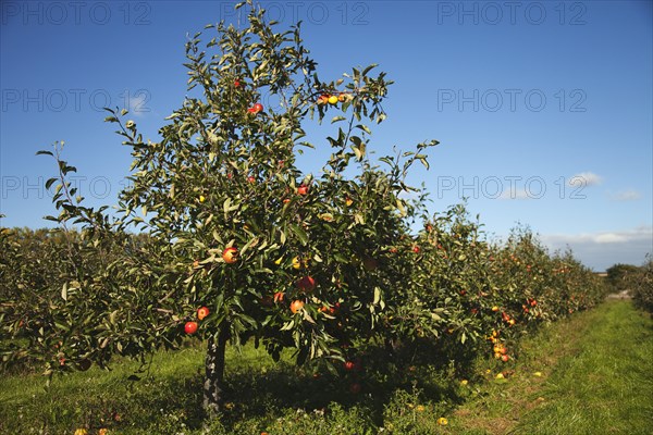 Apples growing on the tree in Grange Farms orchard.