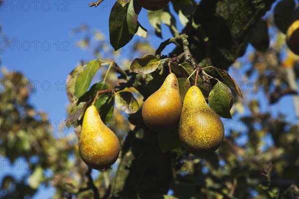 Conference Pears ripening on the tree in Grange Farms orchard.