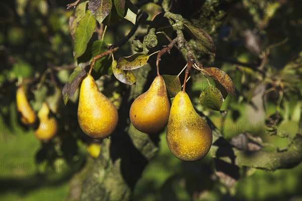 Conference Pears ripening on the tree in Grange Farms orchard.