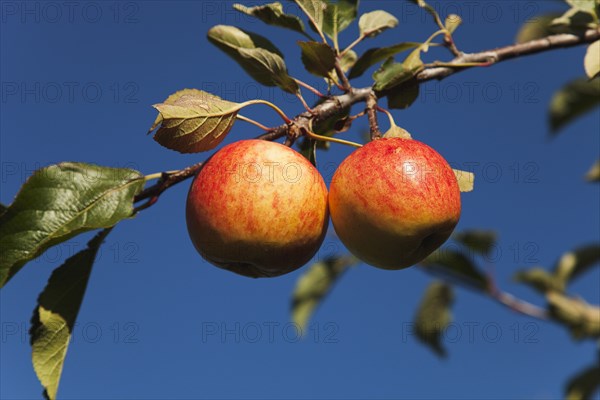 Royal Gala apples growing on the tree in Grange Farms orchard.