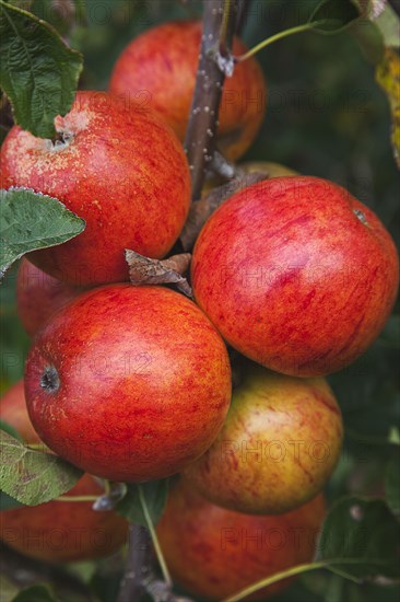 Katy apples growing on the tree in Grange Farms orchard.