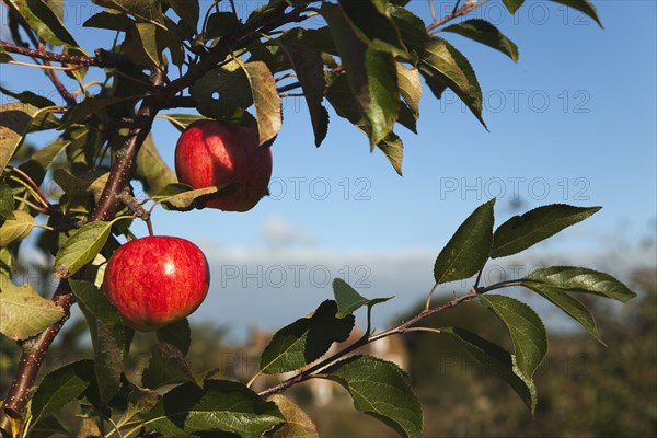 Royal Gala apples growing on the tree in Grange Farms orchard.