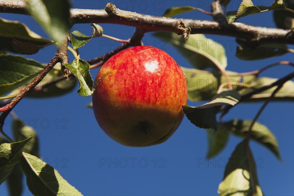 Royal Gala apples growing on the tree in Grange Farms orchard.